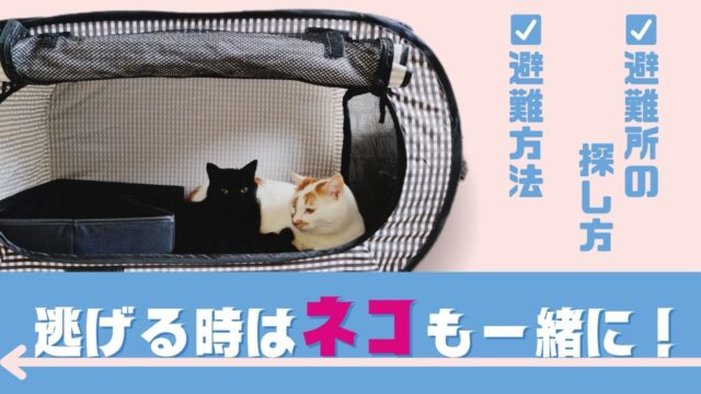 【2023年最新】災害時に猫の命を守れる？多頭飼いの人のための防災対策