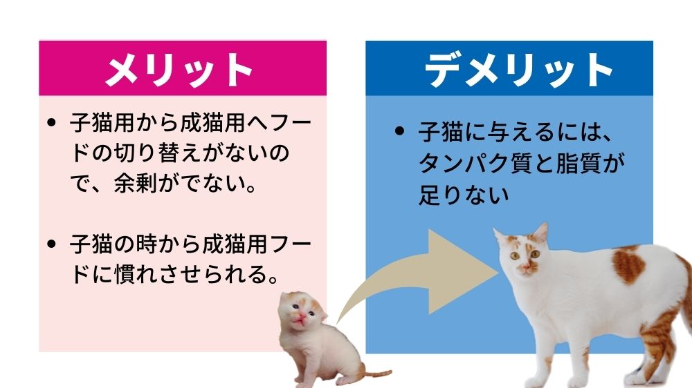 ラシーネは全年齢対象ですが、子猫に与えるにはメリットとデメリットがあります。