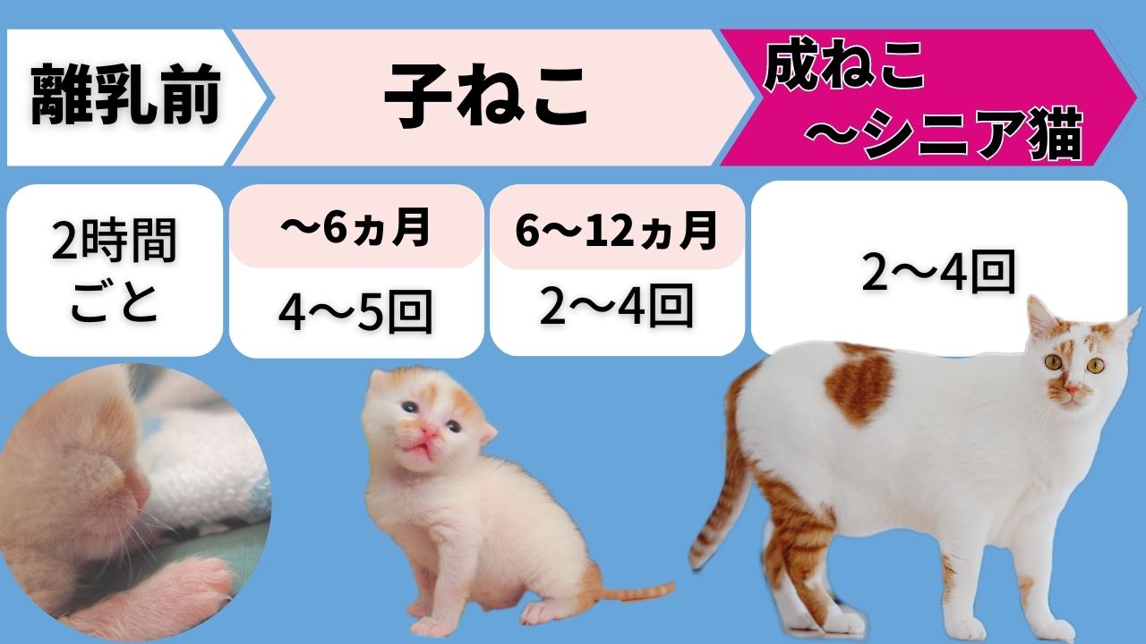 猫の食事は回数や量が超重要!肥満を防ぐ方法とおすすめキャットフード3選|ねこラボ