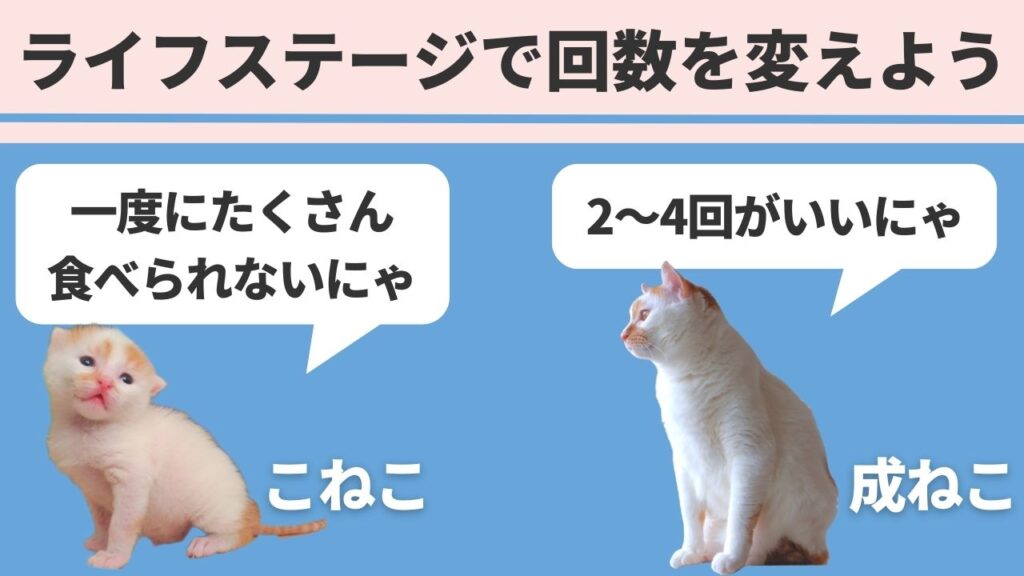 ライフステージ(年齢)ごとにキャットフードを与える回数を変更しましょう。成猫の給餌量のおすすめ回数は3回です。