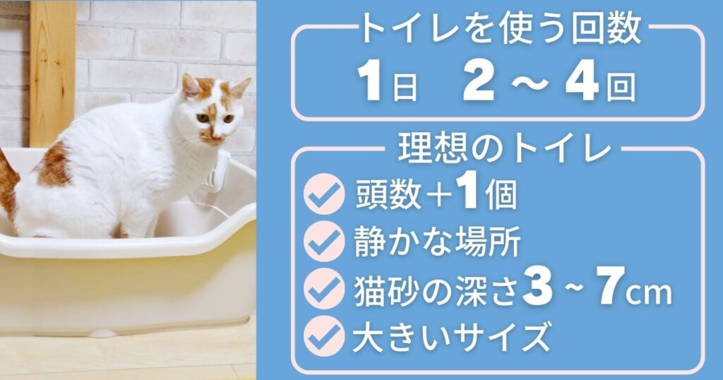 猫のトイレ掃除の頻度を決めるために、猫の排泄について学ぼう。トイレを使う平均回数は2～4回。