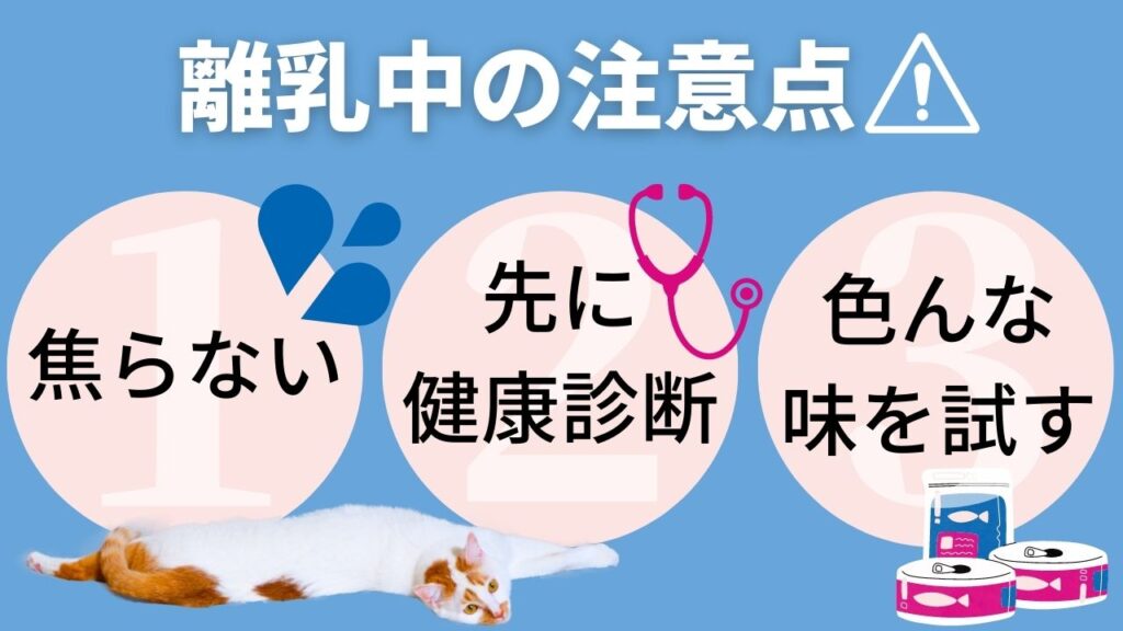 子猫に離乳食を与える時の注意点。食べない時も焦らない。獣医師に相談する。色んな味の子猫用ウェットフードやドライフードを試す。