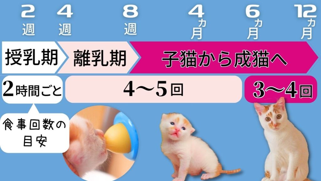 子猫の離乳はいつから？一般的には生後4～5週頃からと言われています。