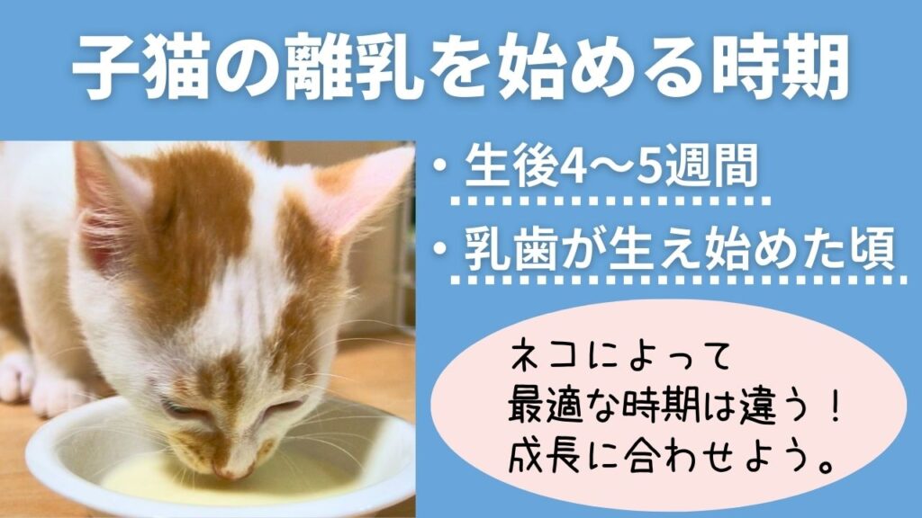 子ねこの離乳食はいつから？生後4～5週間頃、もしくは乳歯が生え始めた頃から。