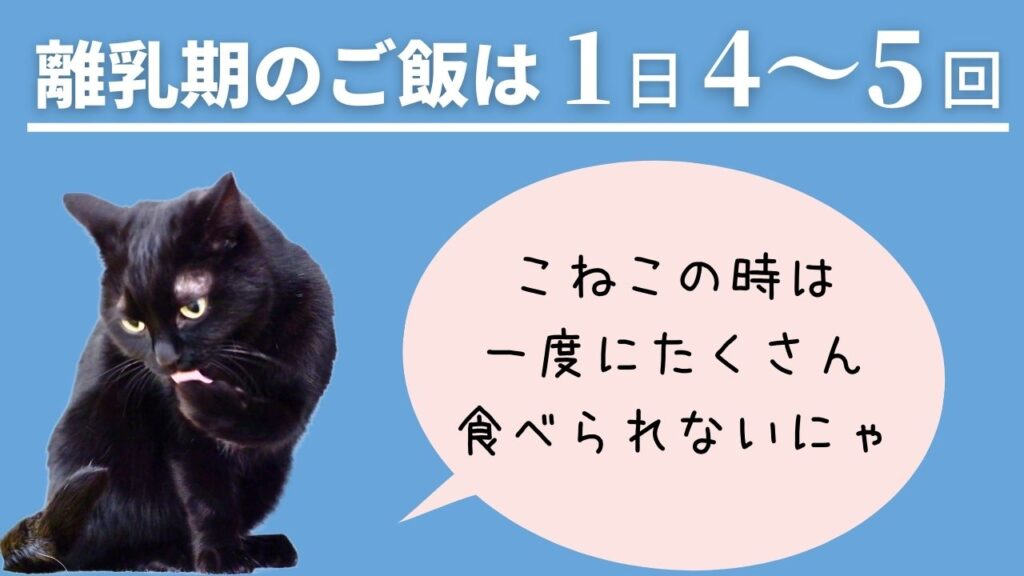 子ネコの離乳期の食事回数は1日4～５回。