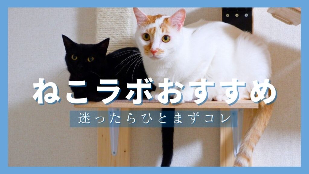 ねこラボおすすめの安全性が高く、ネコの食いつき抜群のキャットフードを紹介。