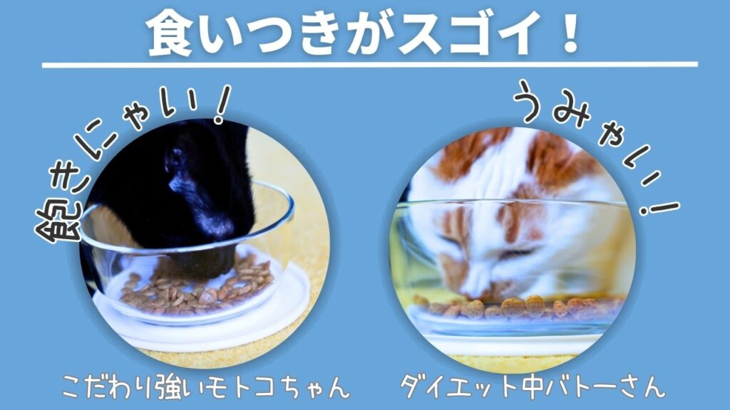 キャットフードのピュリナワンのグレインフリーの評価・実体験レビューで実際に匹のネコに食べてもらった。