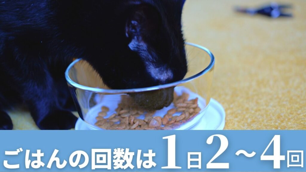 猫の餌の回数は1日2から4回が目安