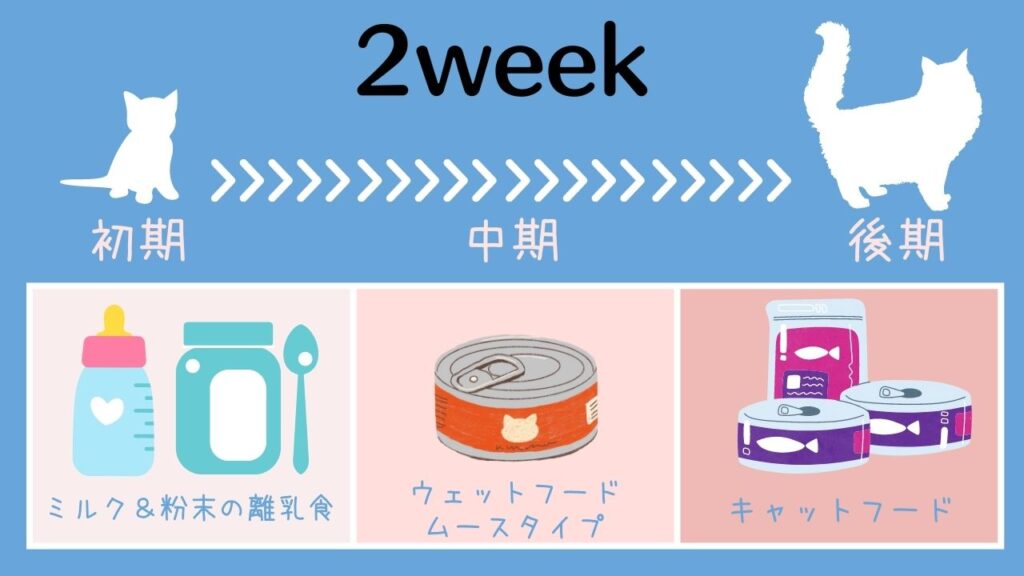 子猫の離乳食の与え方といつから始めるかわかりやすく解説